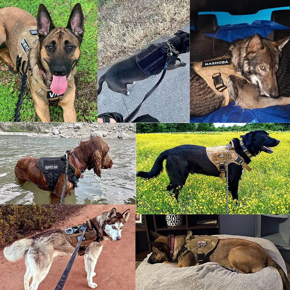 Dog Harness & Leash Set — Training Walking Vest for Medium & Large Dogs